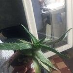 Aloe maculata Leaf