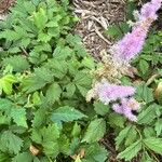 Astilbe rubra 花