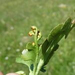 Botrychium lunaria Leaf