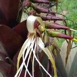 Vriesea imperialis Blomma