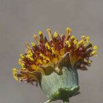 Thelesperma megapotamicum Flower