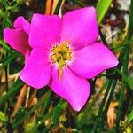 Sabatia campestris Flower