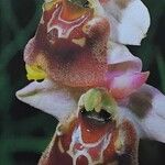 Ophrys holosericea Lorea