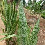 Sansevieria metallica Leaf