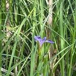 Iris versicolor Blatt