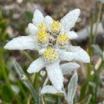 Leontopodium nivale Λουλούδι