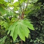 Tetrapanax papyrifer 叶