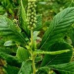 Clethra alnifolia Квітка