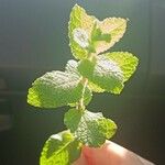 Mentha × rotundifolia Листок