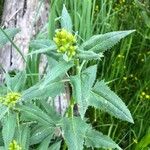 Senecio triangularis Foglia