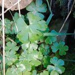 Geranium lucidumبرگ