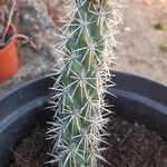 Cylindropuntia imbricata Leaf