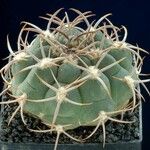 Gymnocalycium oenanthemum Vekstform