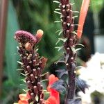 Scutellaria costaricana Плід