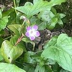 Vinca difformis Fuelha