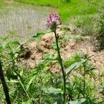 Floscopa glomerata Hábito