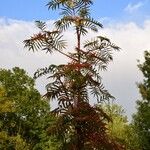 Sorbus americana Habitus