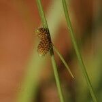 Cyperus subsquarrosus Fruit