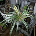 Tillandsia pohliana 葉