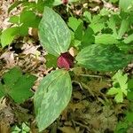 Trillium sessile Levél