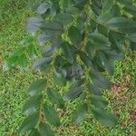 Diospyros buxifolia 葉