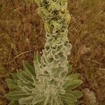Verbascum thapsus Φύλλο
