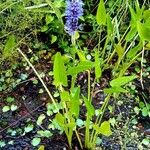 Pontederia cordata Habitat