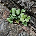 Asplenium ruta-muraria Pokrój