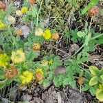 Trifolium aureum Leaf