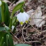 Leucojum vernum Çiçek