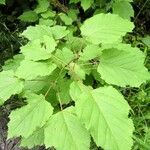 Acer spicatum Folha