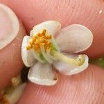 Pyrola elliptica Flower