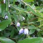 Billardiera heterophylla Flor