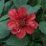 Dahlia spp. Fleur