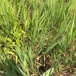 Chasmanthium latifolium Blatt