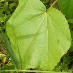 Ochroma pyramidale Leaf