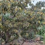 Grewia trichocarpa 整株植物