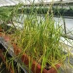 Oryza sativa Hábito