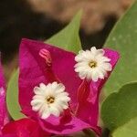 Bougainvillea spectabilisFlor