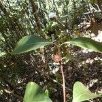 Achilleanthus glabrescens