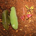 Afzelia bipindensis Folha