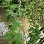 Althaea officinalis Habitus