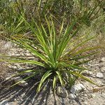 Yucca rupicola Хабит