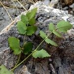 Peucedanum cervaria Folha