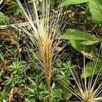 Hordeum marinum 果實