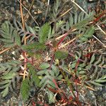 Horkelia daucifolia Leaf
