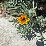 Gazania rigens Flower