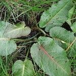 Rumex × acutus Habit