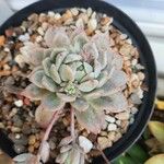 Echeveria colorata List