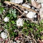 Teesdalia coronopifolia Habit